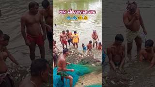 ଆମ ଗାଁ ପୋଖରୀ ମାଛ 🐟🐟🐠🐠WOW 😲ଗାଁ ପୋଖରୀ ଗୋଳି ହେଲା ରେ ମାଛ ଧରିବା ଆସ villagevlogs viralvideo viralshorts