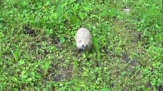 A hedgehog in garden - siili matoja metsästämässä