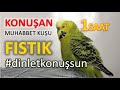 Konuşan Muhabbet Kuşu Fıstık Özel 1 | 1-saat | Kafana takma dinlet konuşsun