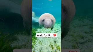 Wait for the boop! ❤️ #manatee #florida #conservation