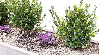 Boxwood Plant Profile