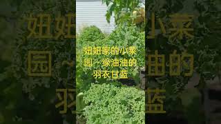 妞妞家的小菜园～绿油油的羽衣甘蓝