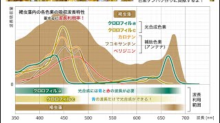 文章導讀： 明林永二 - 珊瑚色管理 - 第3号2/3 [精華版含字幕] ：螢光蛋白、色素蛋白和蟲黃藻構成了珊瑚的顏色