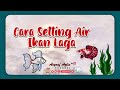 Cara Setting Air Ikan Laga | Hobi aku