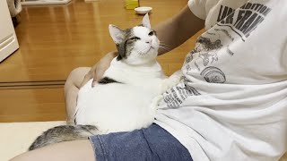 お父さんが喜ぶと思って膝の上に乗ってあげる猫