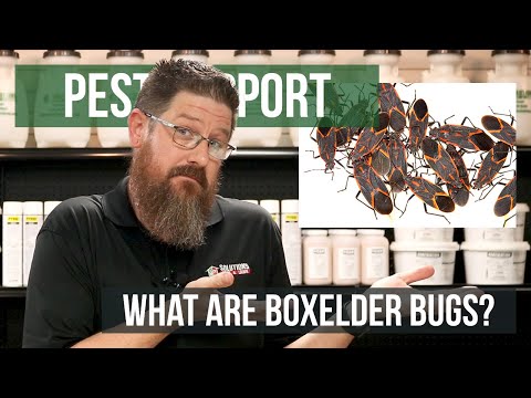 What is another name for Boxelder bugs?