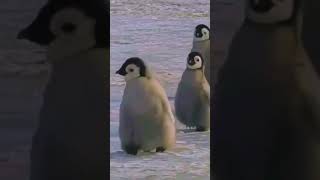 Penguins party #animals #penguin #penguins #funnyvideo 企鵝 #企鵝