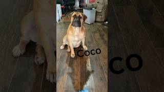 My female dog Coco #boerboel #youtube #animals ￼