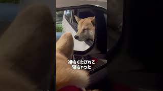 パパの帰りを待っていたら寝てしまった柴犬【豆柴くるみ】vol.481 #shorts