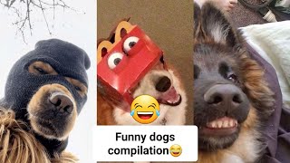 Dogs doing funny things#3😅- best of the month😅