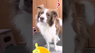 夢中で遊ぶ犬に唐突に「ドッグラン行く？」と言ったら…反応が可愛いすぎた！！ #shorts