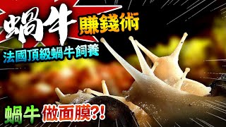 【★蝸牛做面膜?!★法國頂級蝸牛飼養撇步】蝸牛賺錢術!!賺錢祕方大公開