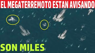 ANIMALES ESTÁN AVISANDO DEL MEGATERREMOTO