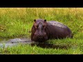 wildlife world 4k hdr 60fps dolby vision cinematic music dynamic color