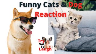 Try Not To Laugh - Cutest Funny Dogs and Cats Reaction, Funny Dog Reaction, Funny Cat Reaction