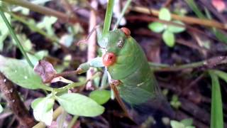 anak andau green tonggeret