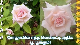 🌹 🌹7 Days Rose Plant in my gardenRose plant growing tips in tamil#GardeningTips