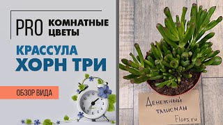 Крассула Хорн Три - рогатое дерево, похожее на инопланетянина | Денежное дерево