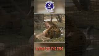 Thermal Power Plant, Fresh Air & Animal Orphanage | Living on the Edge | Ep. 55 | Trailer