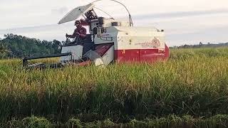 COMBINE HARVESTER BIMO PANEN PADI DI LAHAN BECEK KARENA MISIM HUJAN