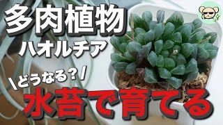 【多肉植物】ハオルチアを水苔で植える！植え替え後の成長