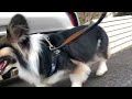 【パピヨンとコーギーのミックス犬】愛犬コテツの日常散歩　daily walk of my dog kotetsu