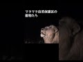 マラマラ自然保護区の動物たち【南アフリカ】 short