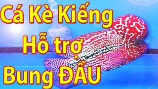 Cá Kè Kiếng HỖ TRỢ BUNG ĐẦU TO.