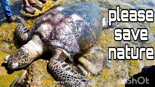 बिग साइज समुद्री कछुआ मिला नावदरा बीच गुजरात में मृत हालत में Big size sea turtle found dead