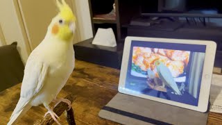 「キューピーでノリノリなオカメインコの動画」をオカメインコに見せてみた