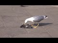 Чайка ест голубя seagull eats pigeon