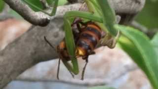 カマキリとスズメバチ