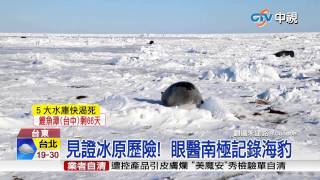 【中視新聞】見證冰原歷險!  眼醫南極紀錄海豹 20150319