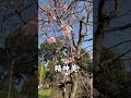 【枝垂れ桜】　大倉山公園梅林　2024.03.30（土）