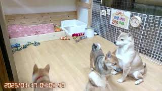 柴犬なつ！子育て生配信【生後129日】まだまだ寝姿はあどけない子犬たち！