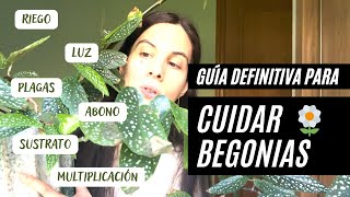 Cuidados completos de Begonias: guía de cuidado y mantenimiento para tamaya, maculata, masoniana...