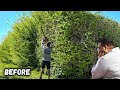 Homeowner in Big TROUBLE when GOLIATH Hedge took over his YARD!