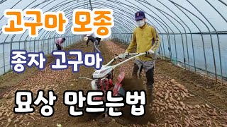 고구마 모종 만드는법  종자 박기