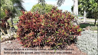 Mammy’ croton is a brilliantly colored, small variety of crotons,