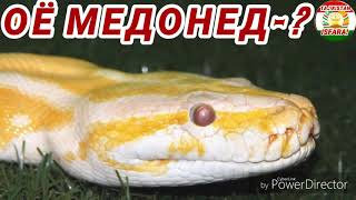 🤔Оё медонед?Далелҳои ҷолиб 🤔🤔Full HD 1080p