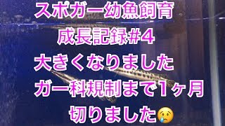 スポガー幼魚成長記録#4 大きくなりました‼︎ガー科が規制まで1ヶ月切りました(≧∀≦)