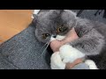 心も体もすっかり丸くなってしまったブサカワ猫【エキゾチックショートヘア】