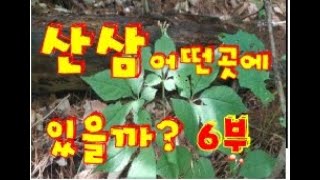 산삼 어떤곳에 있을까? 6부 산삼 채취 포인트를 찾아서 오늘도 찾아 다닙니다 Wild ginseng Where would it be? Part 6