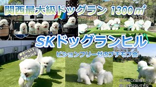 【ドッグラン】関西最大級ドッグラン：SKドッグランヒル/大阪府柏原市#ビションフリーゼ#モフモフ#bichonfrise#dog#dogrun#ペット#犬#モフ会