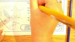 PRO & EU Cell Doodle Notes