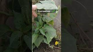 Cute cucumber 🥒 #クリスマス #ジブリ #shortvideo #food #cucumber #trandingshorts