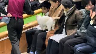 タルトくんのお膝サンポ♪ なかなか見れない猫によるショー 　ザ・キャッツ　那須どうぶつ王国にて　2024年1月28日