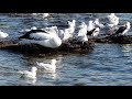 pelicans and silver gulls at mentone