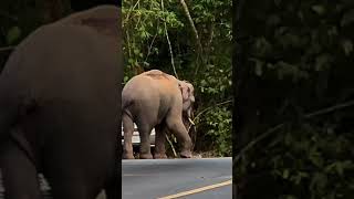 ขอเคลียร์กันหน่อยครับ..ภูผายอดตัวตึง..!! #เขาใหญ่ #elephant #animals #ช้างป่า #wildlife