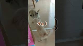 鏡の中の自分に威嚇する子犬＃shorts